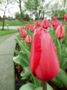 Image of a pink tulip with raindrops