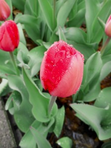 Image of a pink tulip with raindrops