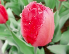Tulips in the Rain – Photoset